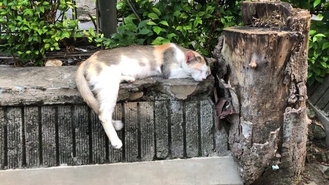 A calico cat rests its head on a rough-hewn tree stump next to a stone wall.