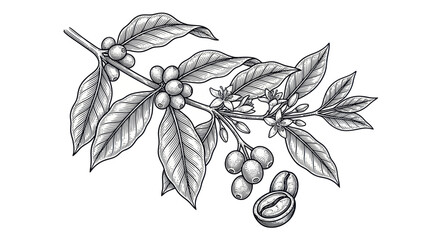 Coffee plant branch with berries flowers and roasted beans © Hijau