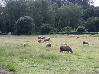 Obraz premium Flock of sheep grazing across a green meadow near a forest edge. Rural agricultural landscape with livestock feeding in open pasture during daylight in the countryside.
