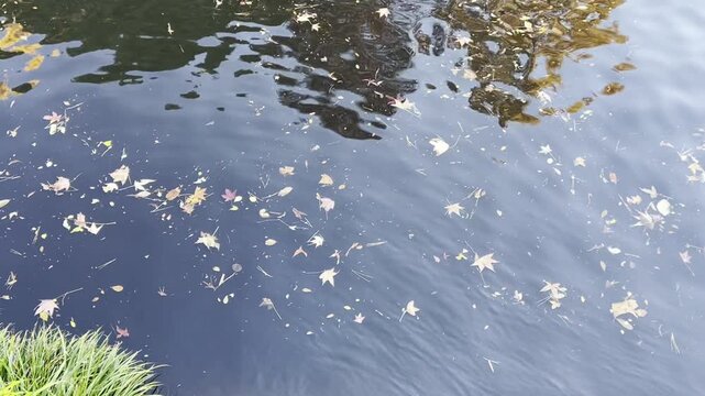 落ち葉が流れる川