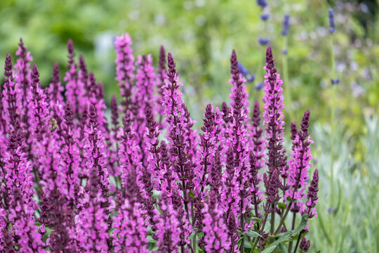 Steppen-Salbei (Salvia nemorosa)