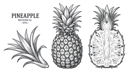 Obraz premium Hand drawn pineapple botanical engraving with whole fruit and half