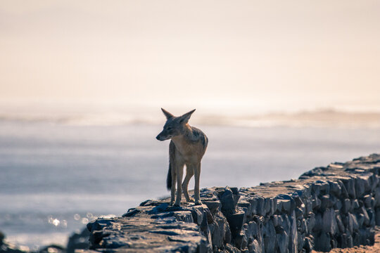 A black-backed jackal at Cape Cross