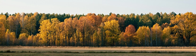 Fototapeta premium Autumn forest landscape with colorful trees and golden foliage