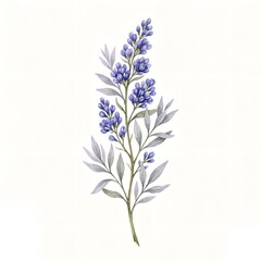 Obraz premium Watercolor Botanical Stem With Blue Violet Buds 