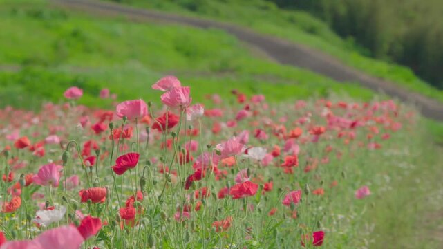 満開のポピー畑