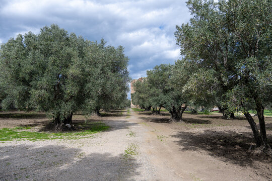 Dirt road through olive grove near Scolacium Park, Calabria