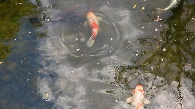 red carp fishes swimming in the Hojo-ike pond of Eikan-do Zenrin-ji temple, famous for the Buddha and the main temple of Jodoshu Buddhism, Kyoto, Japan.