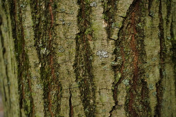 Fototapeta premium Close-up textured view of tree bark with green moss and lichen patches
