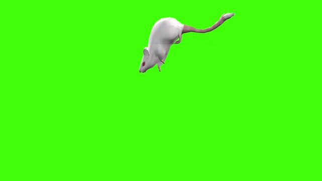 4k White albino house mouse diggers driven by the instinct to find food, side view animation isolated on Green Screen, 3D mus musculus rodent mice bury objects, and build safe burrows on chroma key