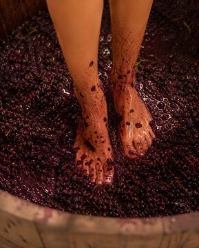 Detailed close-up of bare feet submerged in crushed grapes and juice during the traditional grape stomping process. The rich purple and red tones of the grape skins create a visually striking image