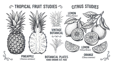Hand drawn vintage botanical sketches of tropical and citrus fruits © Isun