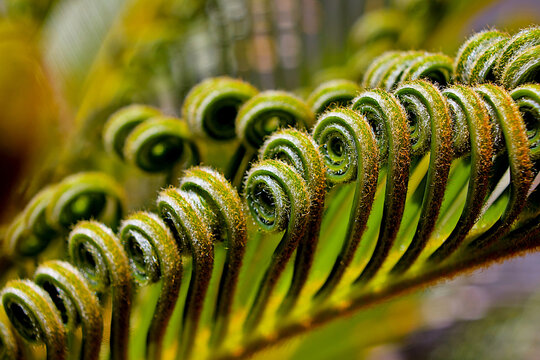 Close-up of cycas leaves discovered in their natural environment