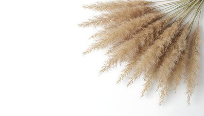 Obraz premium Aerial perspective of delicate dried pampas grass reed flowers positioned on a minimalist isolated white background with ample copy space for design and botanical text placement.