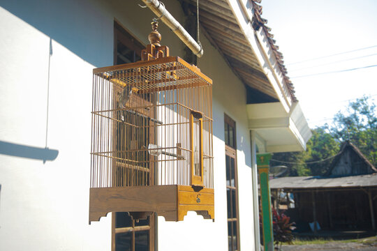 Traditional wooden birdcage with a pet canary hanging outside a house on a sunny day