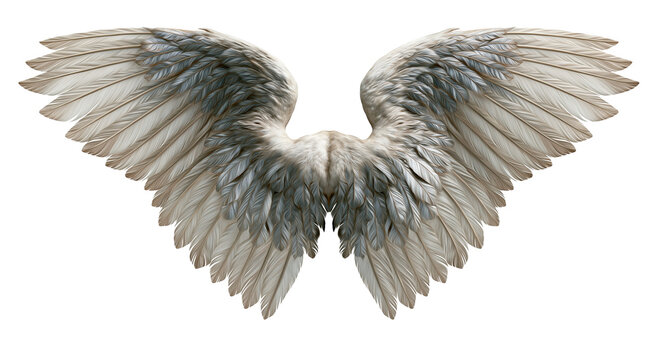 Pair of grey feather wings isolated on transparent background