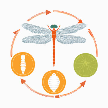 Dragonfly Life Cycle Diagram