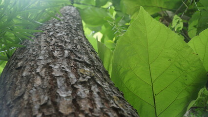 Textured Tree Trunk Bark Next to a Big Vibrant Green Leaf in the Forest © tarasari