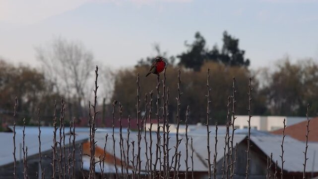 Loica en la tarde