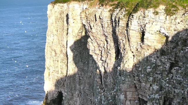 Seabird Colony on Bempton Cliffs from a drone, Yorkshire, England	