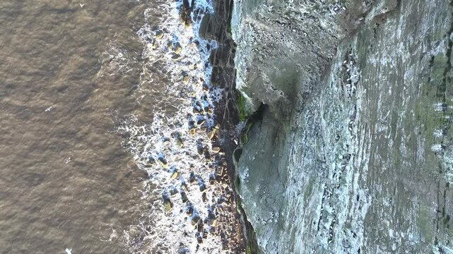 Seabird Colony on Bempton Cliffs from a drone, Yorkshire, England	