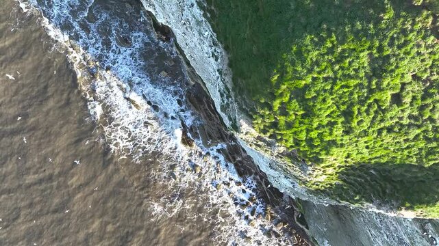 Seabird Colony on Bempton Cliffs from a drone, Yorkshire, England	