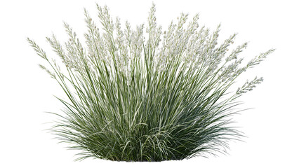 Obraz premium Green ornamental grass tuft isolated on transparent background
