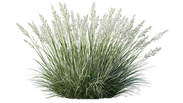 Green ornamental grass tuft isolated on transparent background