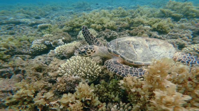 Huge Green Sea Turtle Fast Swimming above sea bed