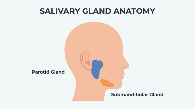 Salivary Gland Anatomy Parotid Submandibular