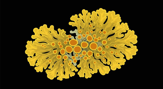 Detailed vector illustration of yellow common orange lichen showing foliose lobes and circular orange apothecia fruiting bodies isolated on a solid black background.