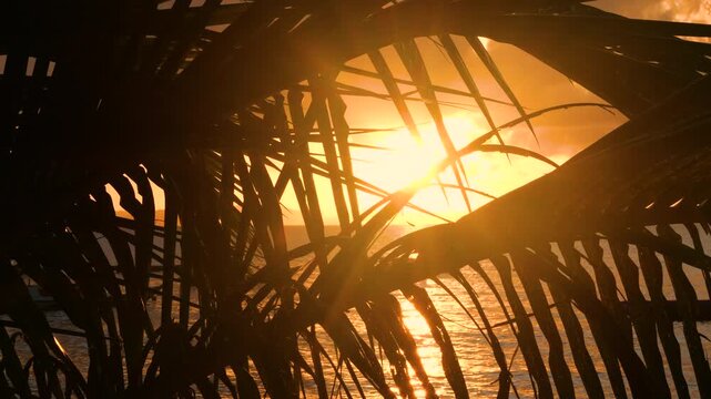 LENS FLARE, CLOSE UP, SILHOUETTE: Golden sunbeams pierce through dense palm leaves and create shimmering reflections across calm ocean water. Tranquil tropical sunset scenery in remote West Sumatra.
