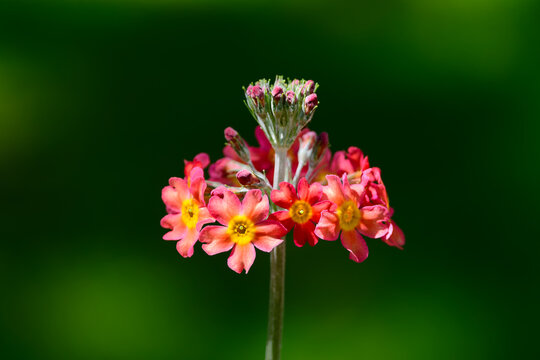 Nature&rsquo;s Tiny Floral Crown