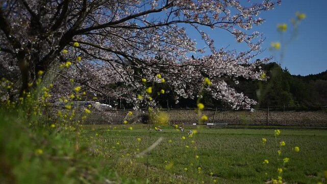 桜咲く伊吹山麓を走る東海道新幹線N700S（東海道新幹線 岐阜羽島 - 米原, 2026年4月）