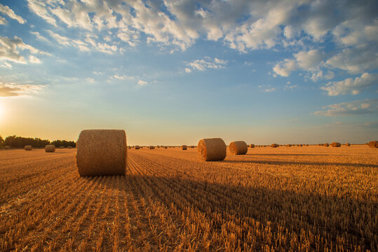 Hay bales on the agricultural field after harvest in summer