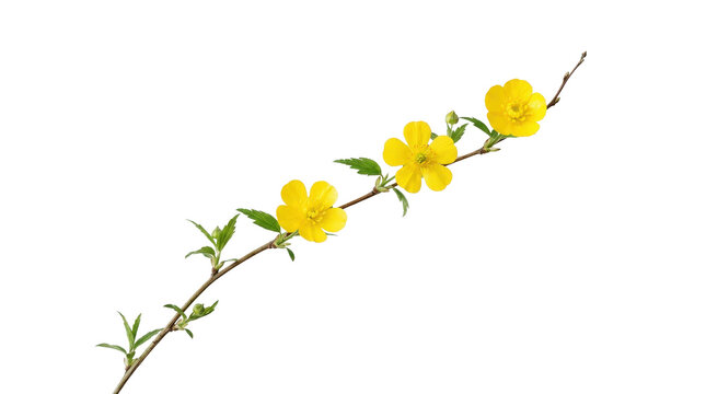 Bright yellow flowering stem with overlaid geometric black-and-white pattern flowers floral stems