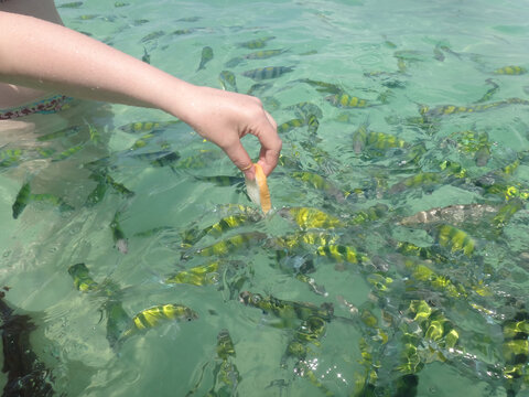 Hand feeding sergeant major fish in Thailand