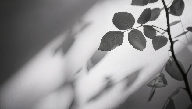 Rose Leaf Shadow Shadows And Light From Sunlight Of Natural Rose Leaf Tree Branch Plant Grey Rose Leaves Shadow Overlay Effect For Foliage Mockup