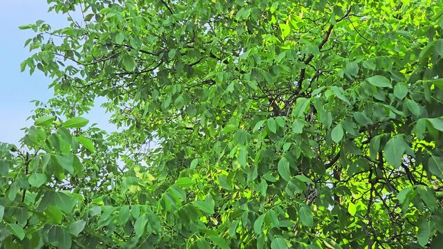 nut tree during summer