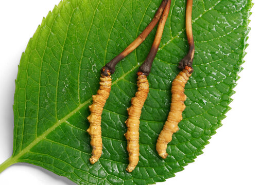 Cordyceps fungus specimens on green leaf