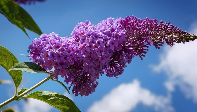 Purple Buddleja Davidii Flower Against A Blue Sky Background Close Up