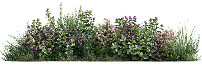 Fototapeta premium Blooming garden flower border with ornamental plants on white