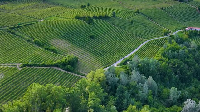 Aerial View of Rolling Green Vineyards and Hills in Piedmont Italy