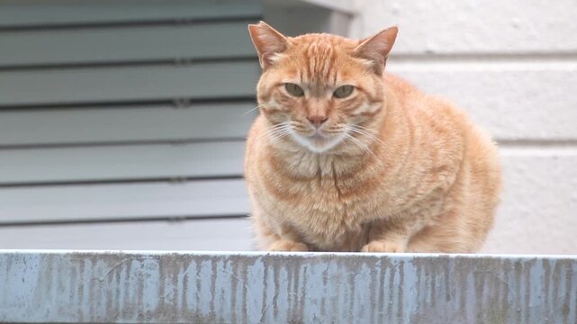 屋外に座っている茶トラの野良猫