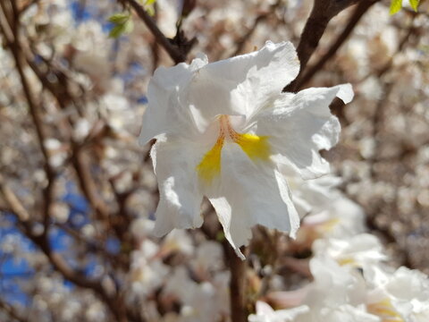 Tabebuia roseoalba (white trumpet tree, ip&ecirc;-branco) with crisp white flowers and golden centers, blooming profusely on bare branches under bright tropical skies.