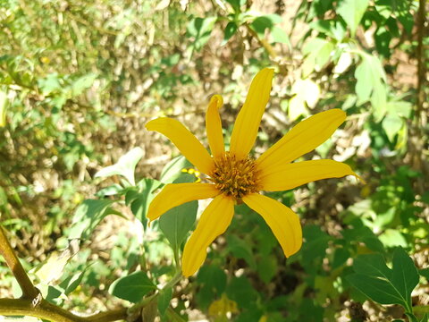 Tithonia diversifolia (Mexican sunflower, tree marigold) with radiant yellow petals and a golden disc floret, flourishing in warm climates with bushy green foliage.