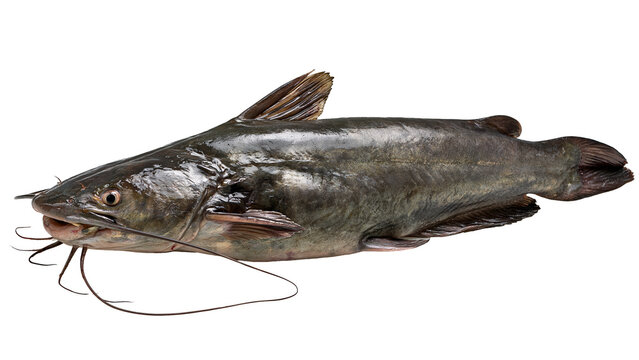 Fresh catfish on transparent background, uncooked seafood