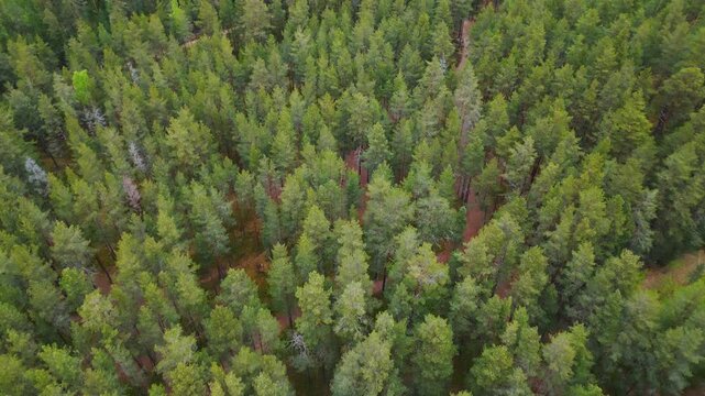 Epic top down aerial forward tracking flight of forest dirt road. 
Cinematic vertical panorama of winding path, green pine trees, 
dense taiga woodland texture and wilderness background.
