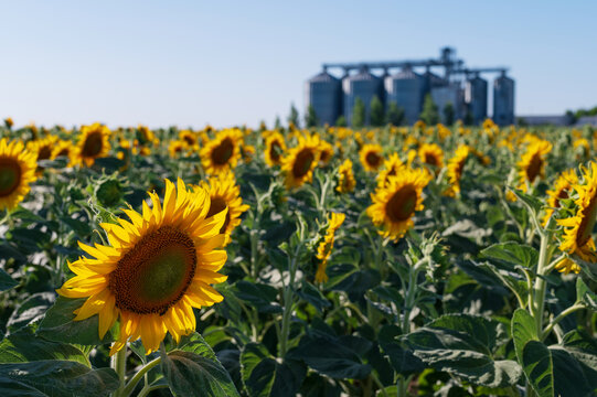 Field of sun flowers and agricultural facility on a sunny summer day