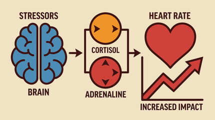 Stress Hormones Cortisol Adrenaline Heart Rate Impact Illustration © Bima